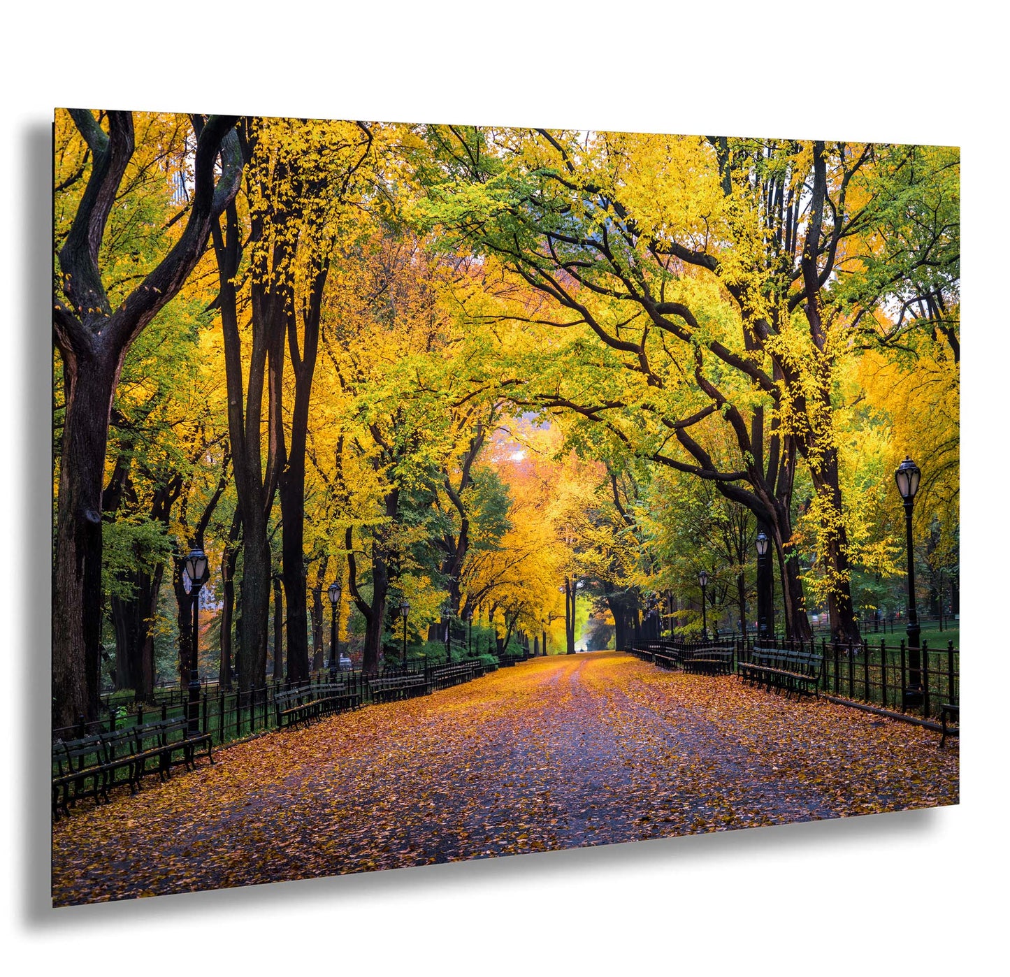 New York Central Park Foliage