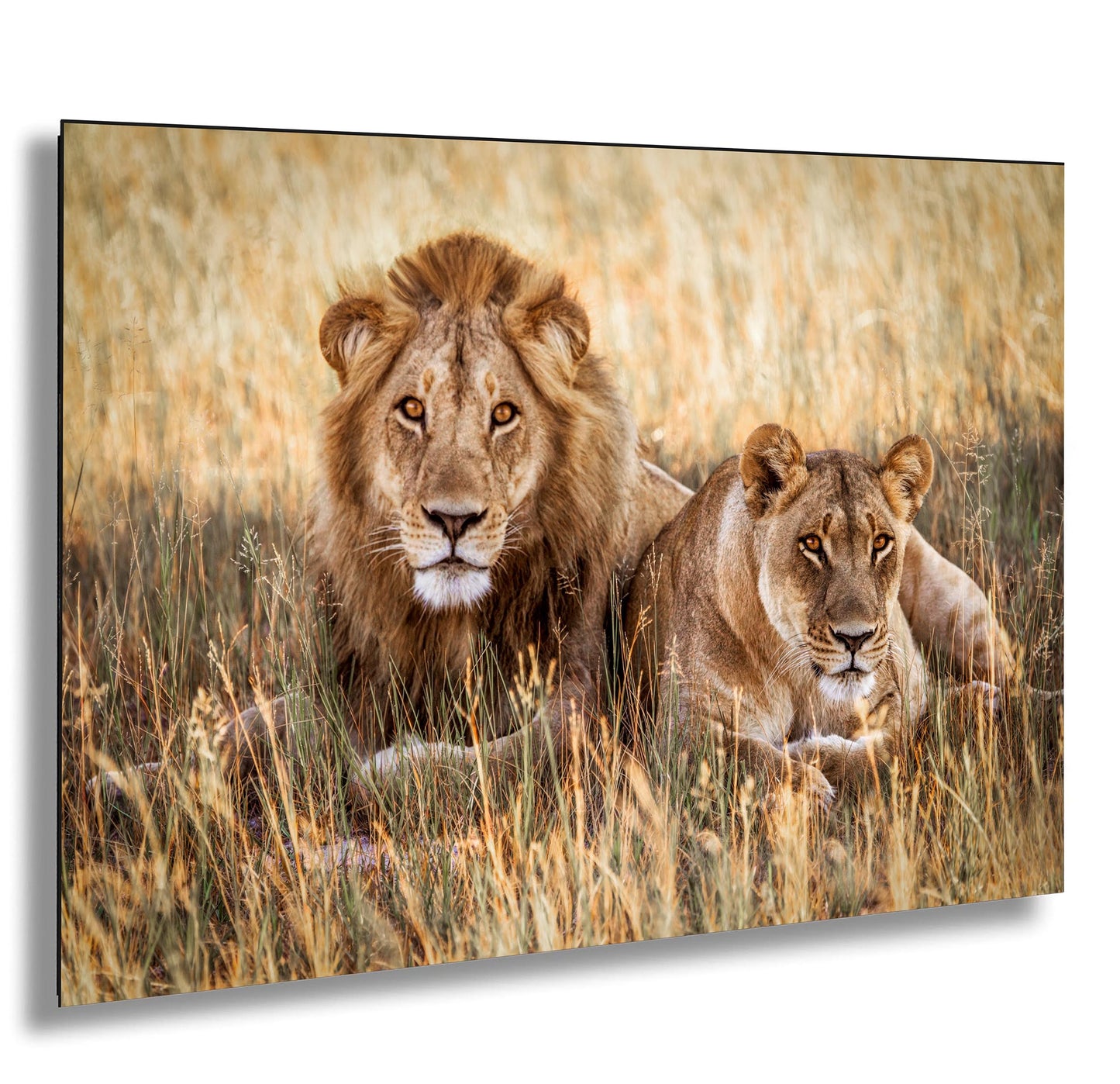 Lion Pair African Safari