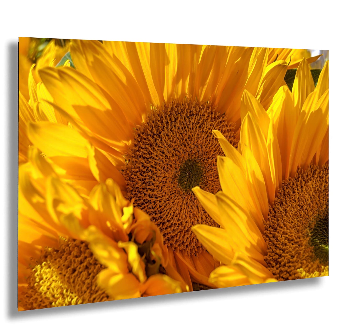 Sunflowers, Sunflower fields, Flowers, Giant Sunflowers, Helianthus, Photography Print, Acrylic, Canvas, Metal
