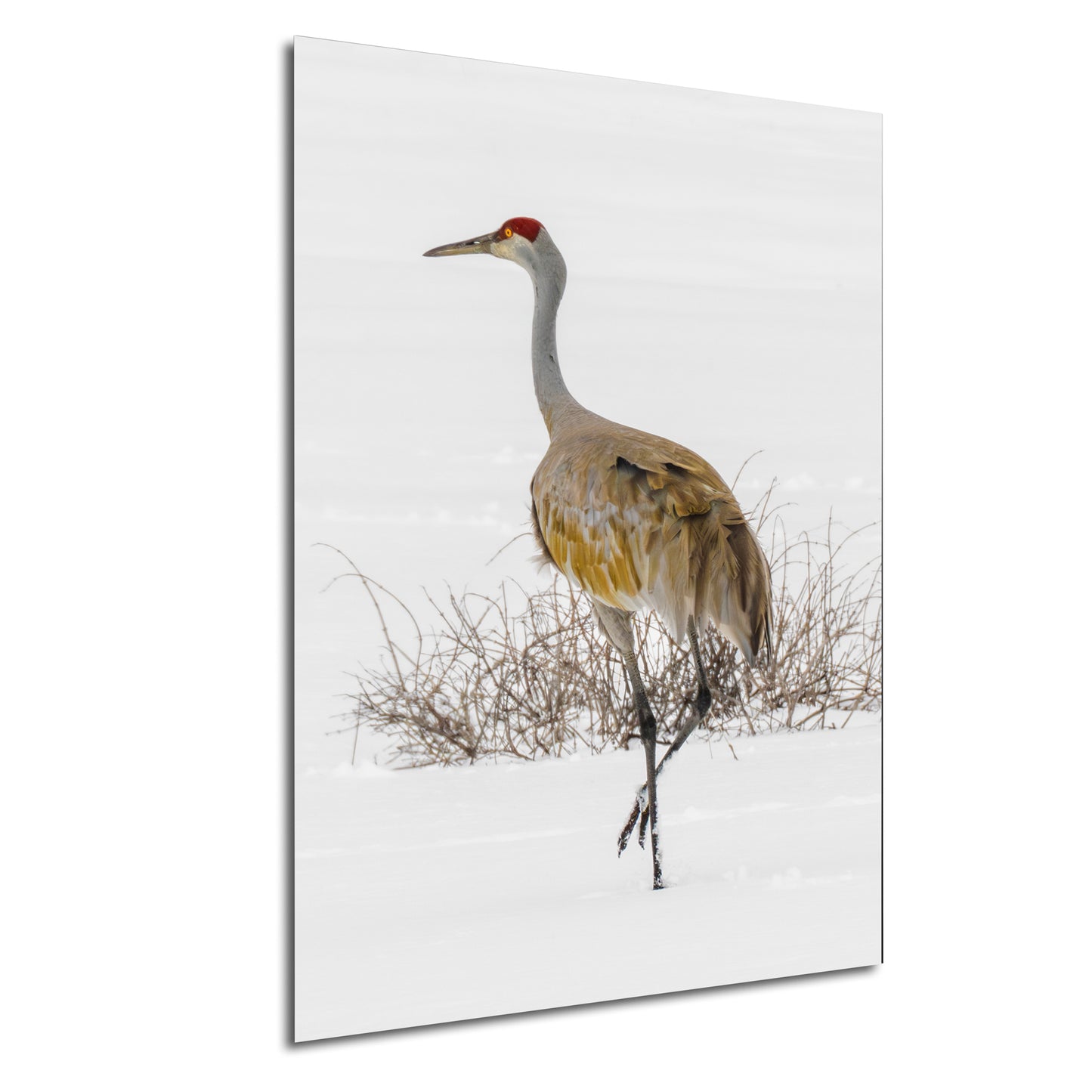 Sandhill Crane, Yellowstone National Park, Western Wall Art, available on Paper, Canvas, Metal, or Acrylic, great for Home, Office, and Dorm