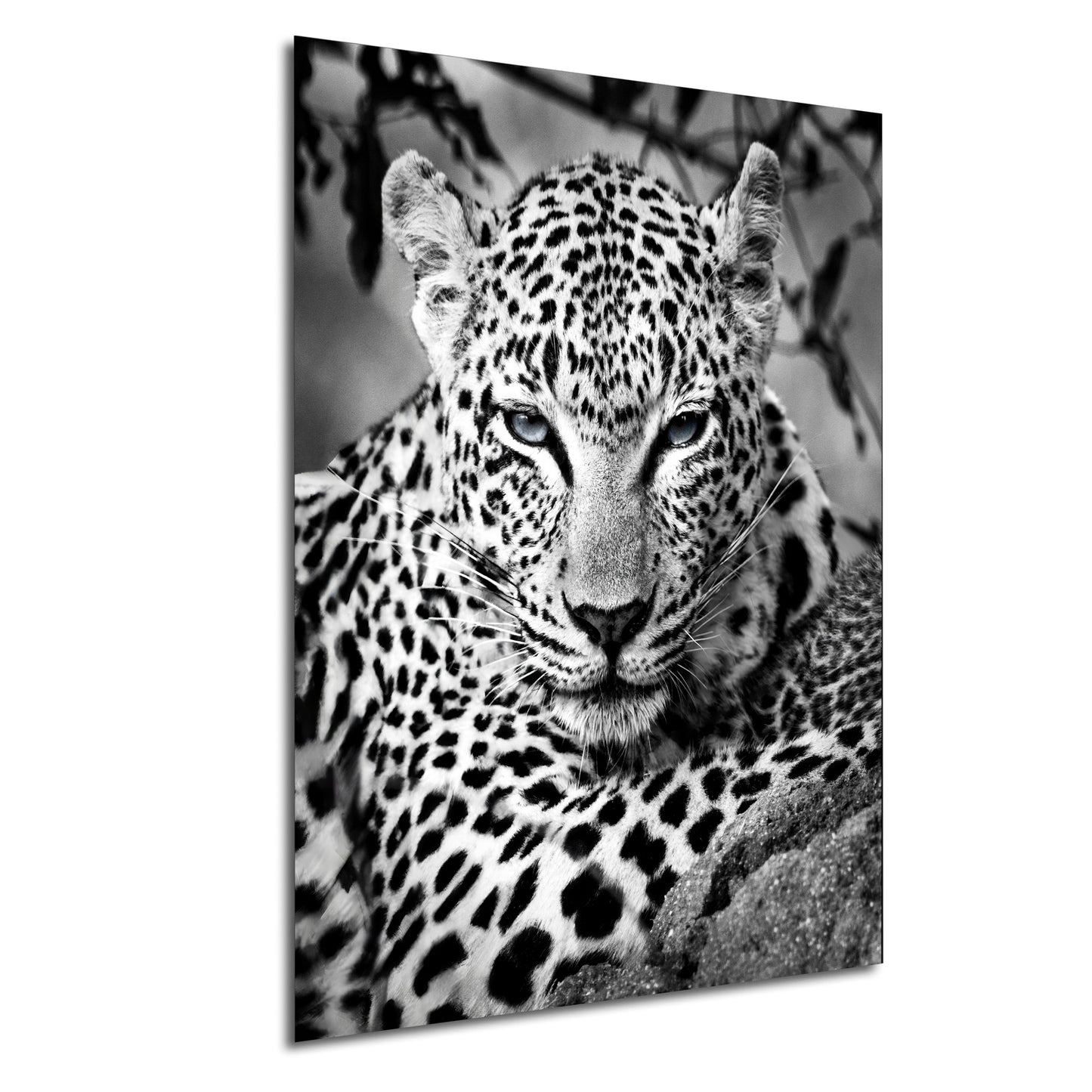 Leopard African Safari black and white