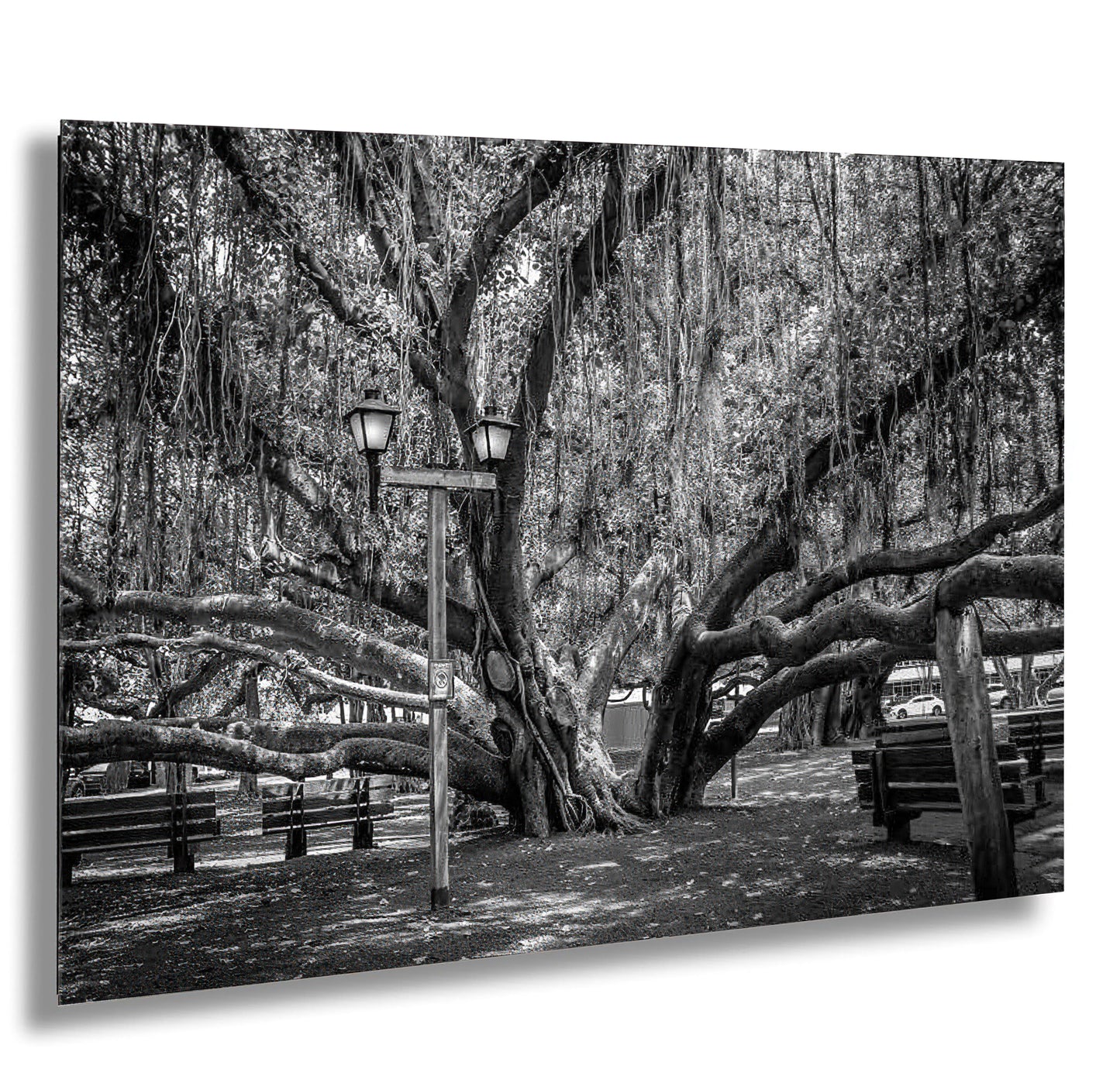 a black and white photo of a large tree in a park