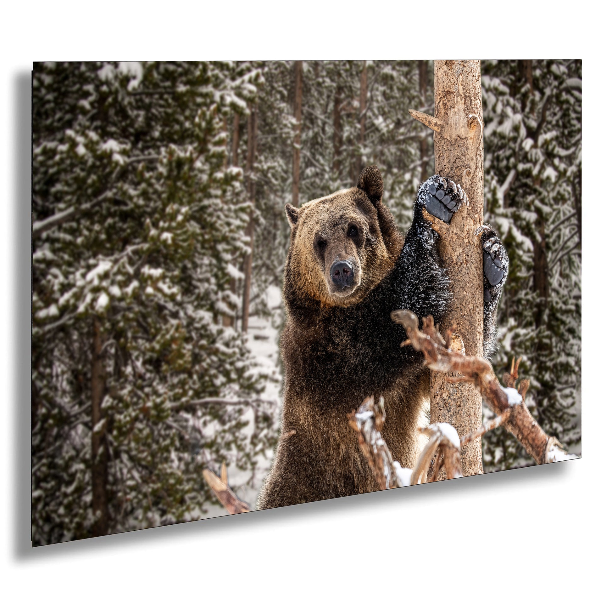 a brown bear standing on its hind legs in the snow