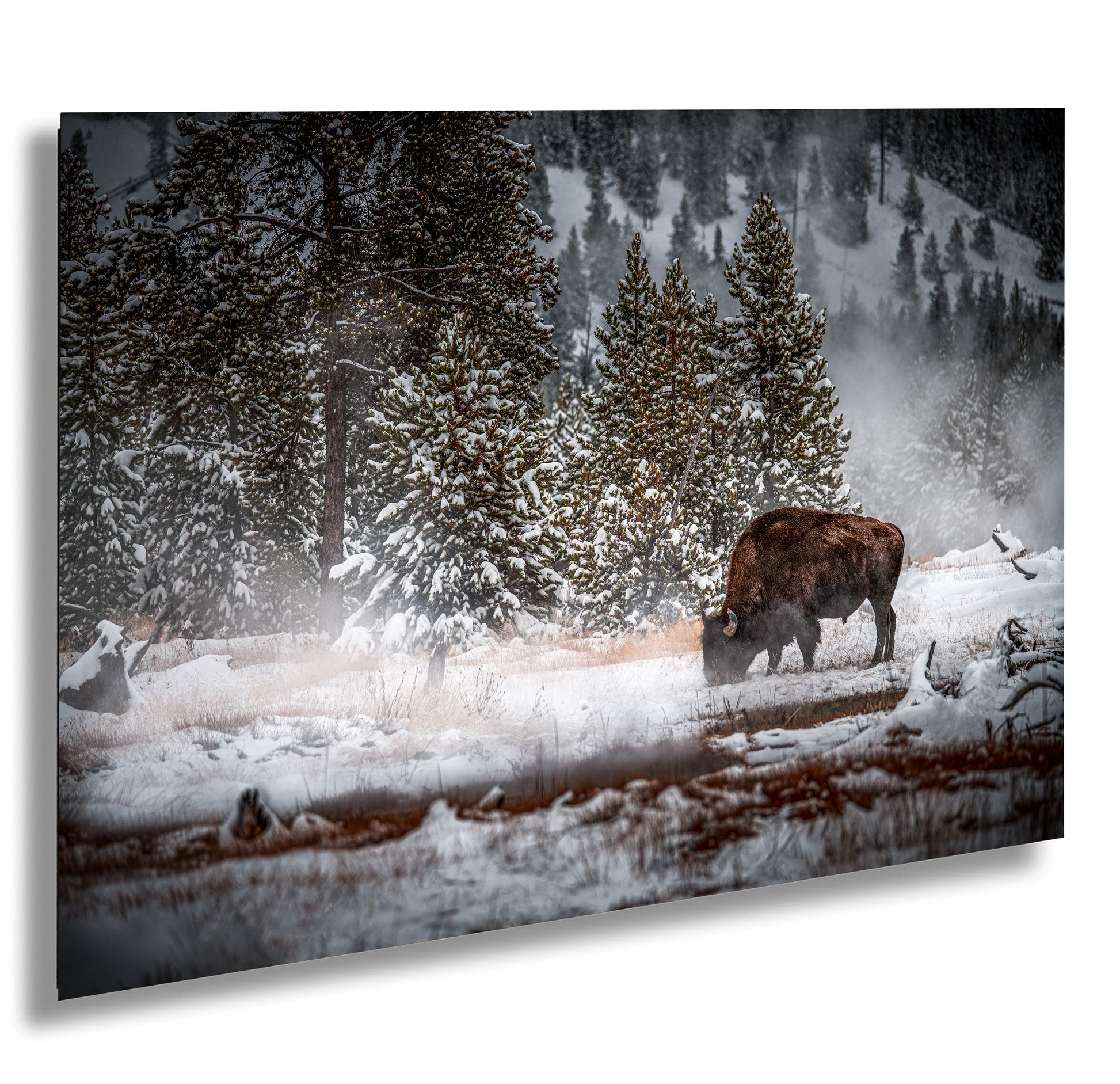 a bison grazes in a snow covered field