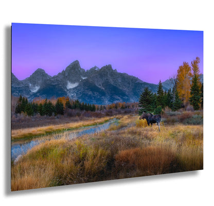 Sunrise Moose in Grand Teton National Park Wall Art Decor Photography Print Gift Rustic Fine Art