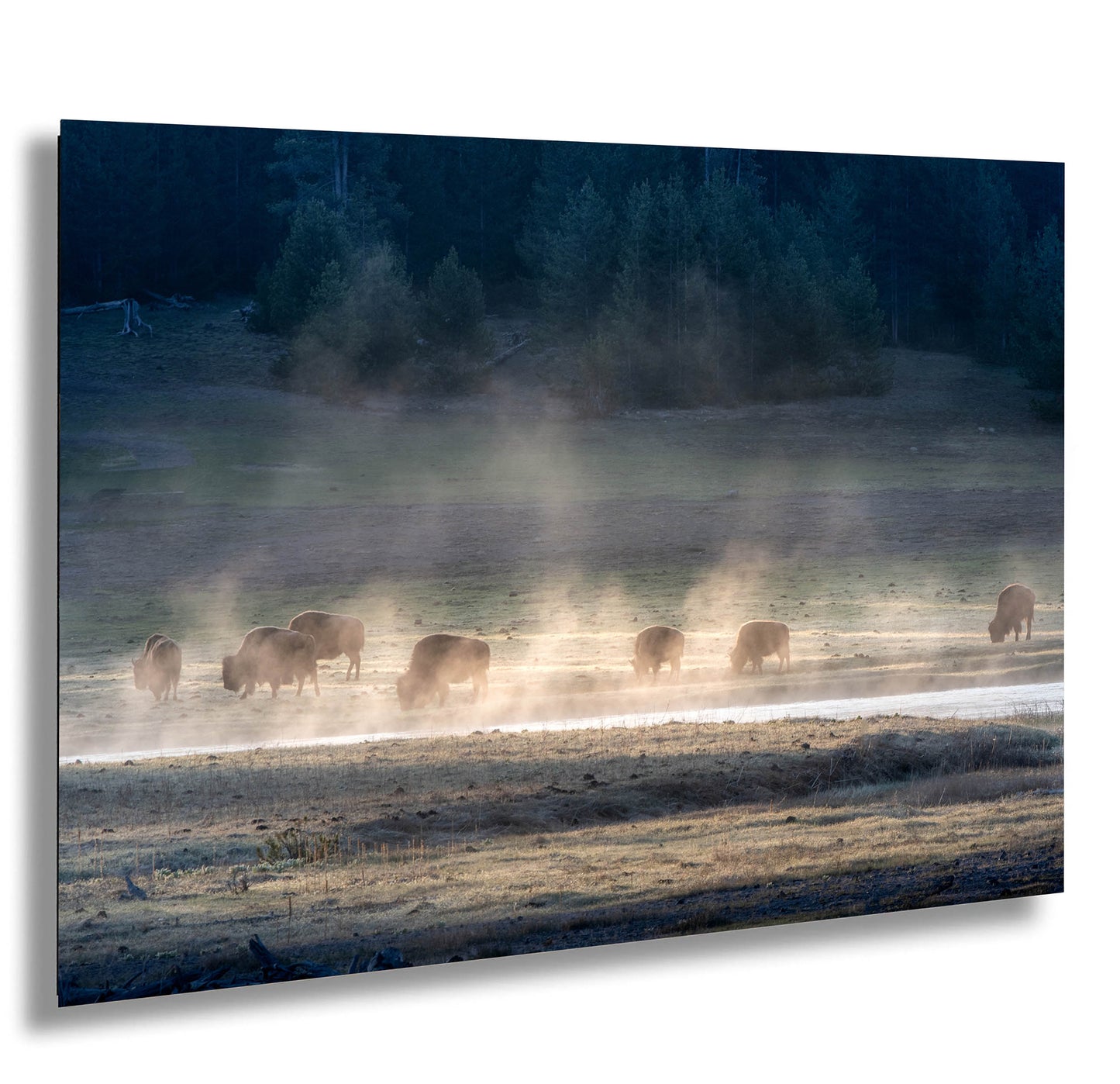 Bison in the Yellowstone Mist / Western Canvas Wall Art for Living room/entry/great room