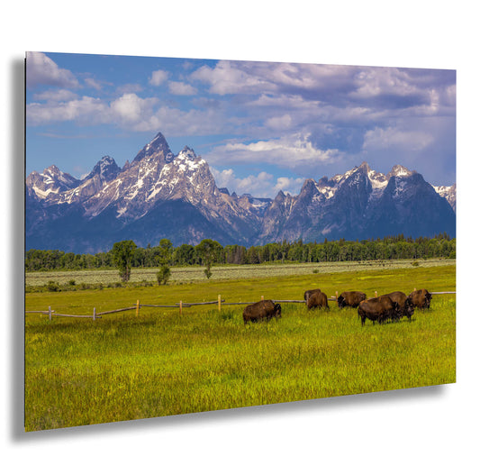 Buffalo Roaming at Grand Teton