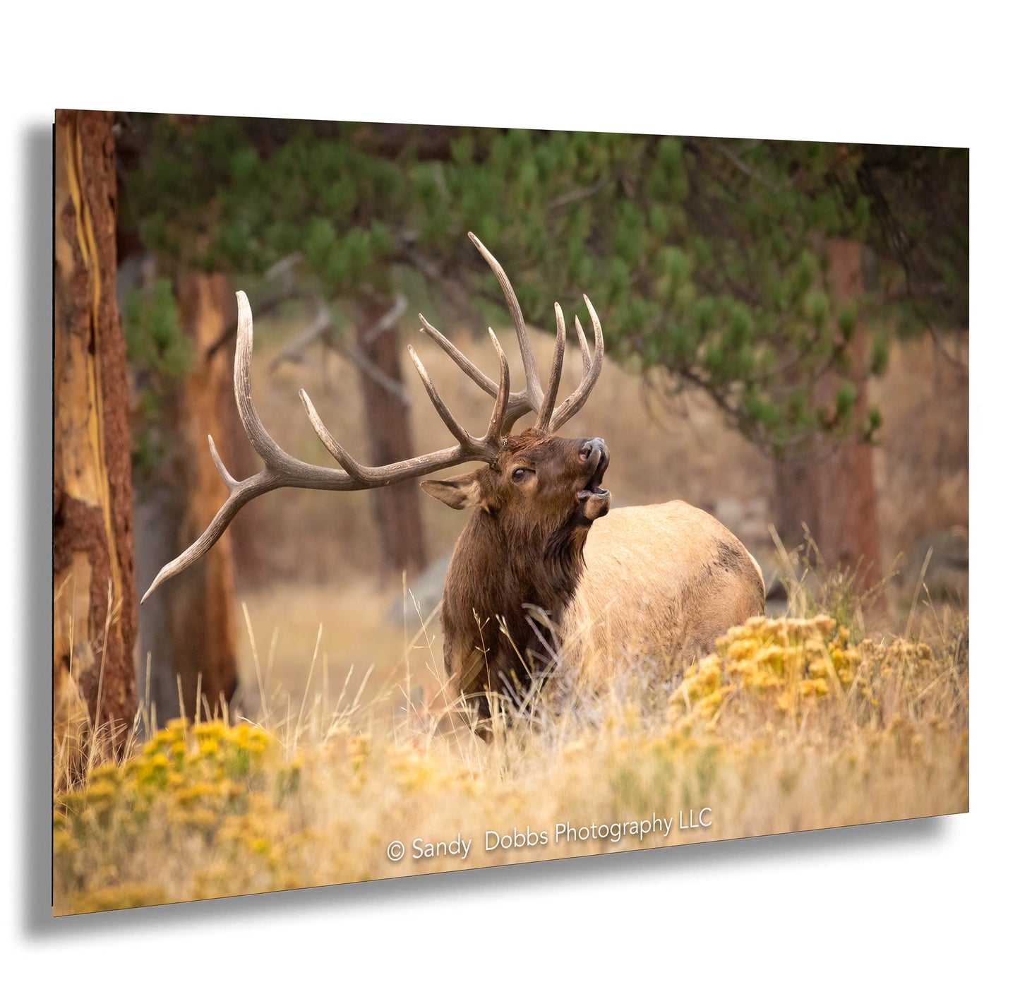 Bull Elk Bugling, Wildlife Wall Canvas, Rocky Mountain National Park, Colorado Canvas Art Prints, Elk Photography, Made in the USA