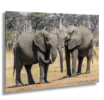 Elephant Canvas Wall Art, South Africa Elephants Couple Photo Print, Safari Animal Print Elephant Photography for Office, Dorm or Home Decor