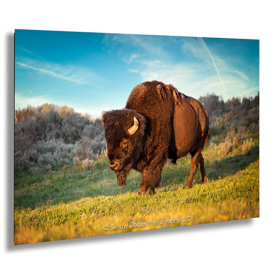 Buffalo Canvas Print, Bison Photograph, Yellowstone National Park Wildlife Photography, Wildlife Wall Art Decor, by Original Photographer