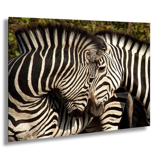 South Africa Zebra Print, Couple Zebras Canvas Wall Art, Stylish Safari Photo Print for Home,Living Room, Office, Bedroom or Dorm Decor Gift