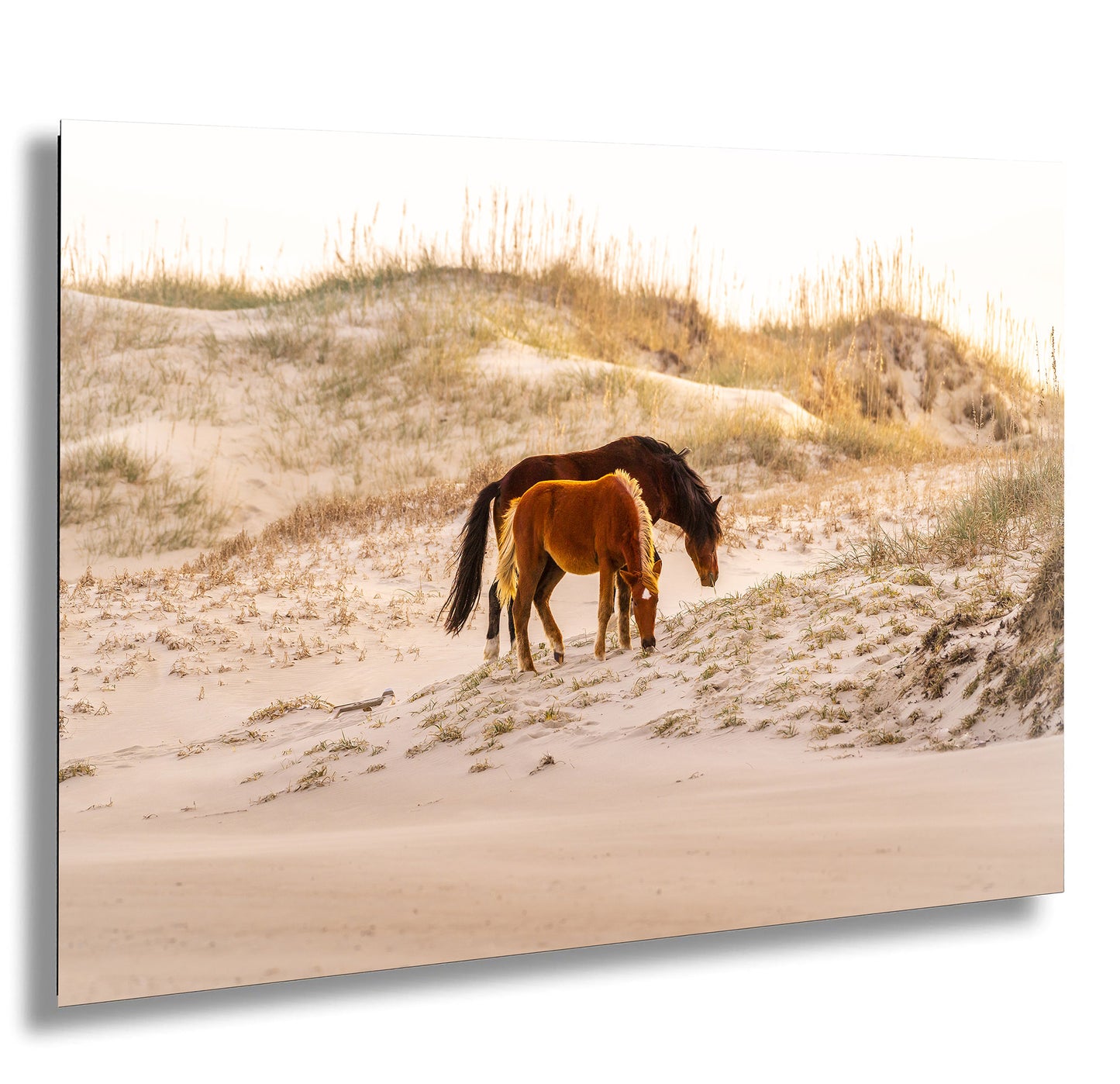 Wild Mustang Horses Mother and Baby Sunset / Fine Art Print / Canvas / Acrylic / Metal / Photography