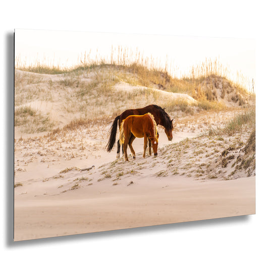 Wild Mustang Horses Mother and Baby Sunset / Fine Art Print / Canvas / Acrylic / Metal / Photography