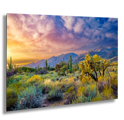 Desert Wonderland: Painted Sky Sunset at Sabino Canyon Tucson Arizona Cactus Landscape Photography Wall Art