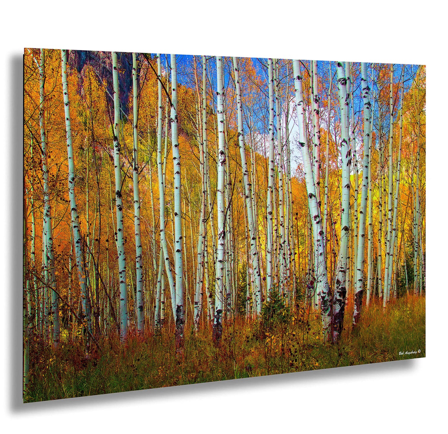 Aspen's canvas, fall aspens, Colorado, Colorado canvas, autumn trees, aspens photo, large canvas, Colorado gifts, large wall art