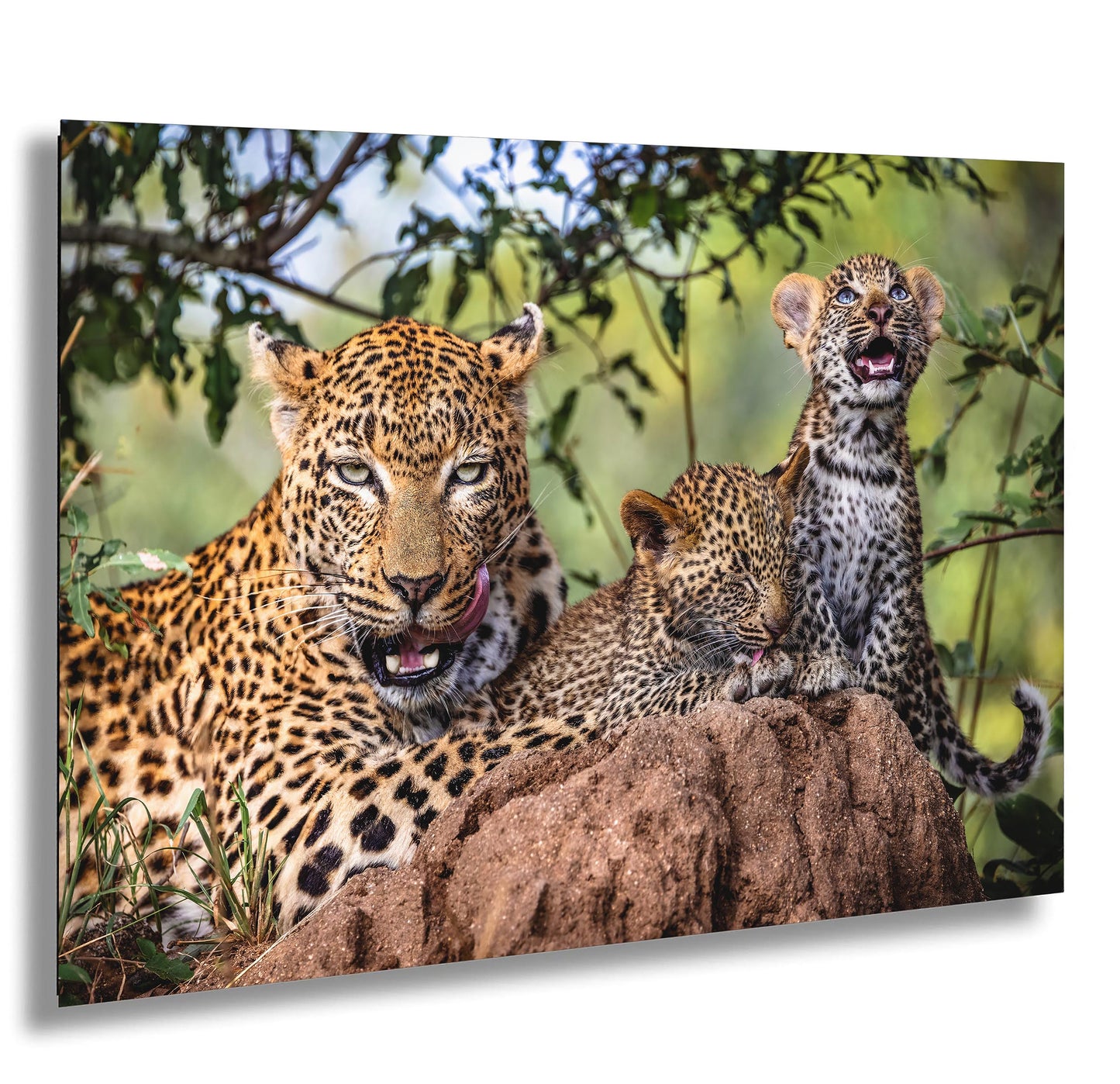 Leopard Mother with Cubs African Safari