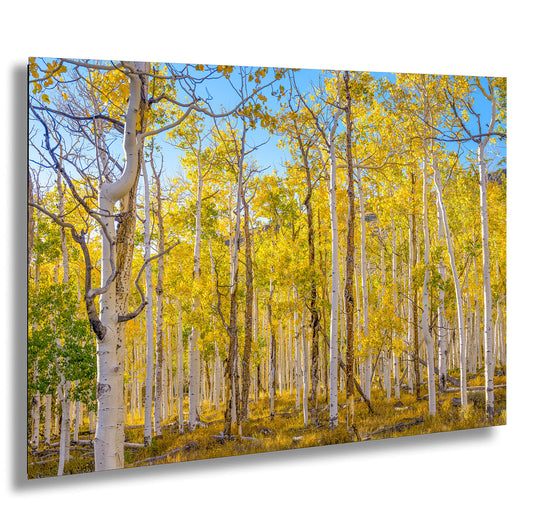 Fall Aspen Trees Wall Art, Pando / Birch Tree / Large Forest Print Nature / Canvas Wall Decor / Acrylic / Metal / Photography