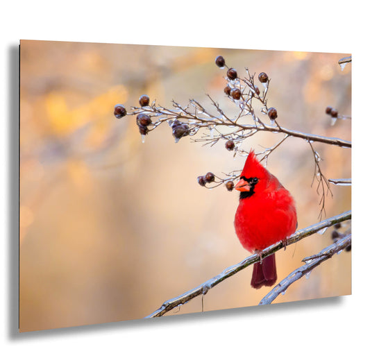 Red Cardinal Canvas Wall Art Prints,  Texas Birds, Redbird Photo Canvas, Wall Decor Ideal for Home, Living Room, Bedroom and Kitchen