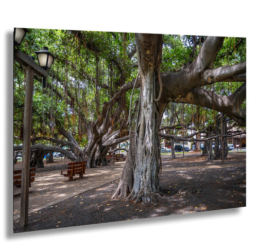 Roots of Lahaina: The Banyan Tree Canvas Print Maui Landscape Travel Photography Hawaii Nature Home Decor