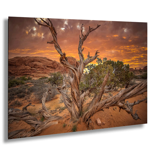 Dead Tree Sunset in Arches National Park Utah Fine art Canvas/Metal/Acrylic/Photo Print Wall Art Office Home Decorations Ready to hang