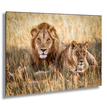 Lion Pair African Safari