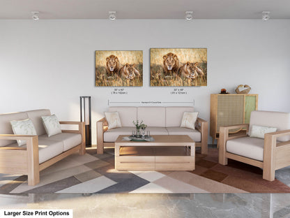 Lion Pair African Safari