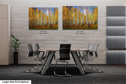 Aspen's canvas, fall aspens, Colorado, Colorado canvas, autumn trees, aspens photo, large canvas, Colorado gifts, large wall art