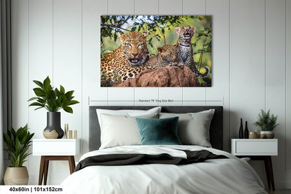 Leopard Mother with Cubs African Safari