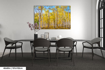 Fall Aspen Trees Wall Art, Pando / Birch Tree / Large Forest Print Nature / Canvas Wall Decor / Acrylic / Metal / Photography