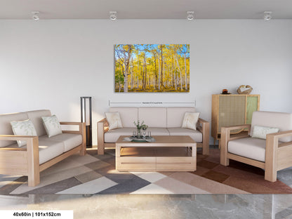 Fall Aspen Trees Wall Art, Pando / Birch Tree / Large Forest Print Nature / Canvas Wall Decor / Acrylic / Metal / Photography