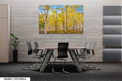 Fall Aspen Trees Wall Art, Pando / Birch Tree / Large Forest Print Nature / Canvas Wall Decor / Acrylic / Metal / Photography