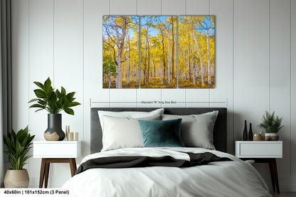 Fall Aspen Trees Wall Art, Pando / Birch Tree / Large Forest Print Nature / Canvas Wall Decor / Acrylic / Metal / Photography