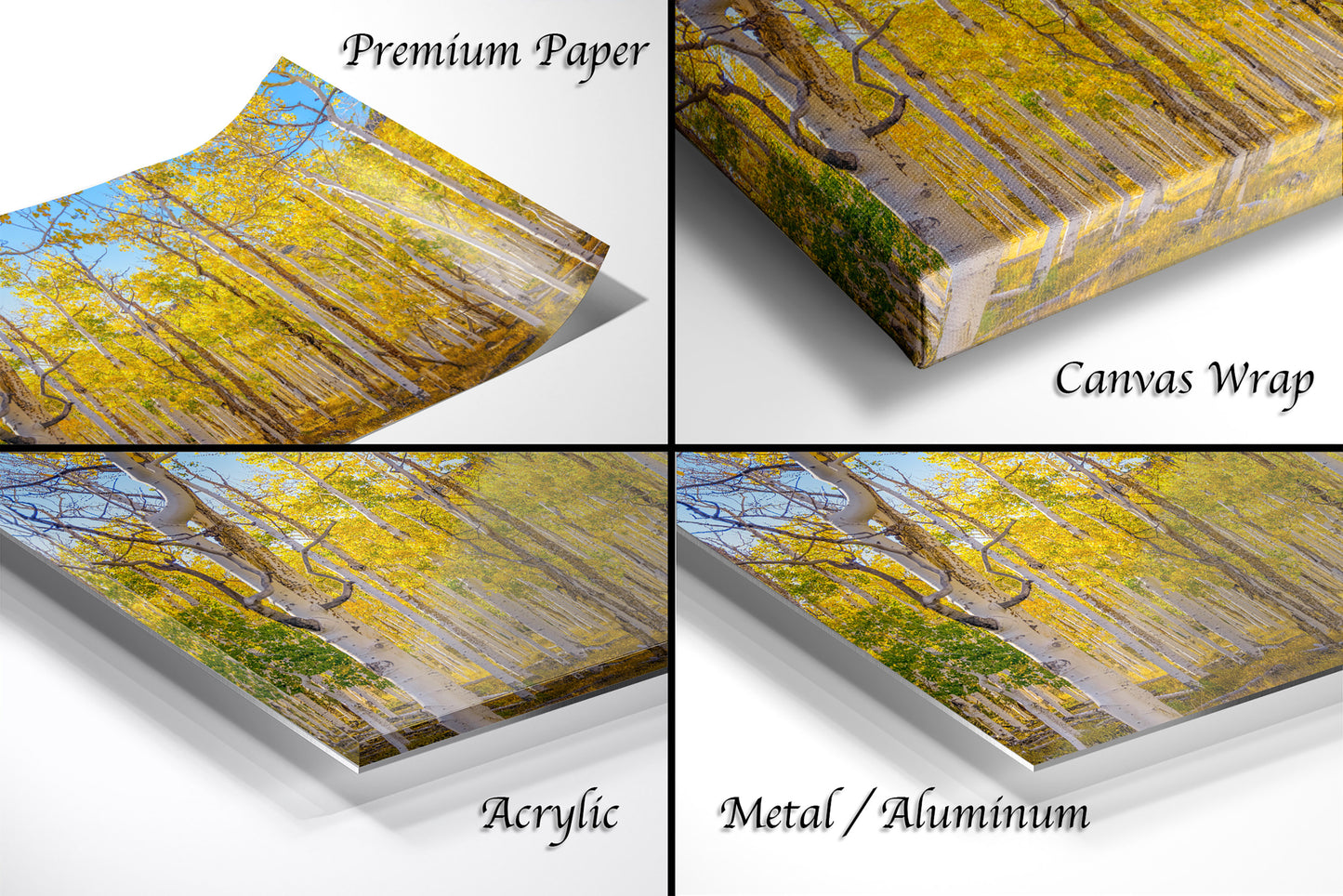 Fall Aspen Trees Wall Art, Pando / Birch Tree / Large Forest Print Nature / Canvas Wall Decor / Acrylic / Metal / Photography
