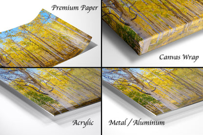 Fall Aspen Trees Wall Art, Pando / Birch Tree / Large Forest Print Nature / Canvas Wall Decor / Acrylic / Metal / Photography