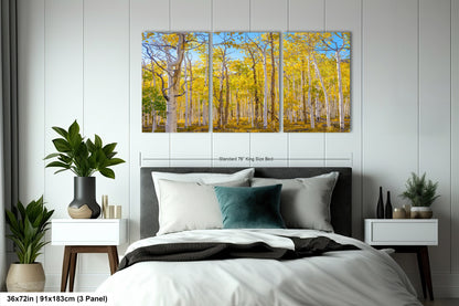 Fall Aspen Trees Wall Art, Pando / Birch Tree / Large Forest Print Nature / Canvas Wall Decor / Acrylic / Metal / Photography