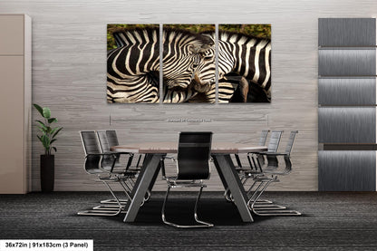 South Africa Zebra Print, Couple Zebras Canvas Wall Art, Stylish Safari Photo Print for Home,Living Room, Office, Bedroom or Dorm Decor Gift