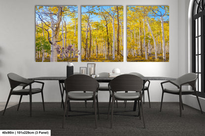 Fall Aspen Trees Wall Art, Pando / Birch Tree / Large Forest Print Nature / Canvas Wall Decor / Acrylic / Metal / Photography