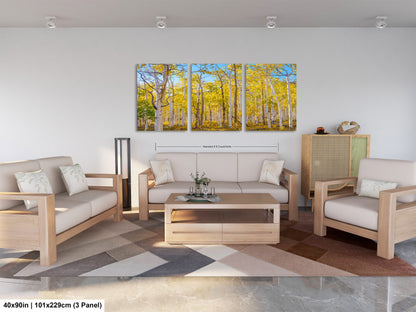 Fall Aspen Trees Wall Art, Pando / Birch Tree / Large Forest Print Nature / Canvas Wall Decor / Acrylic / Metal / Photography