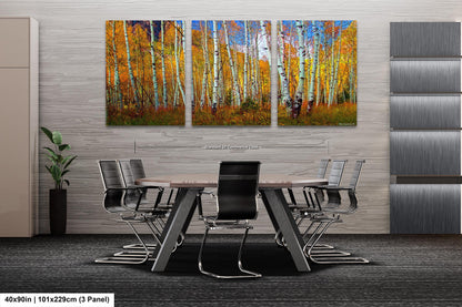 Aspen's canvas, fall aspens, Colorado, Colorado canvas, autumn trees, aspens photo, large canvas, Colorado gifts, large wall art