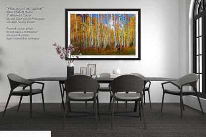 Aspen's canvas, fall aspens, Colorado, Colorado canvas, autumn trees, aspens photo, large canvas, Colorado gifts, large wall art