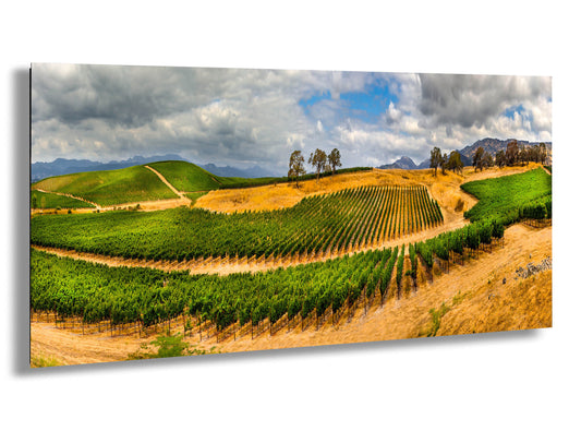 Napa Valley Vineyard Canvas Print, Panorama Landscape Image, Wall Art, California Vineyard, William Hill Winery, Wine, Grasses, Nature