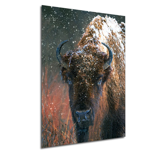 Bison Wall Art, Buffalo Wall Art, Bison Print, Bison Canvas, American Bison, Lone Bison, Buffalo in Snow