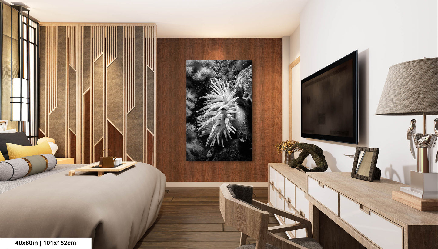 Sea Life Wall Art Sea Anemone Underwater Print in Black and White Ocean Lover Gift Coral Reef Art