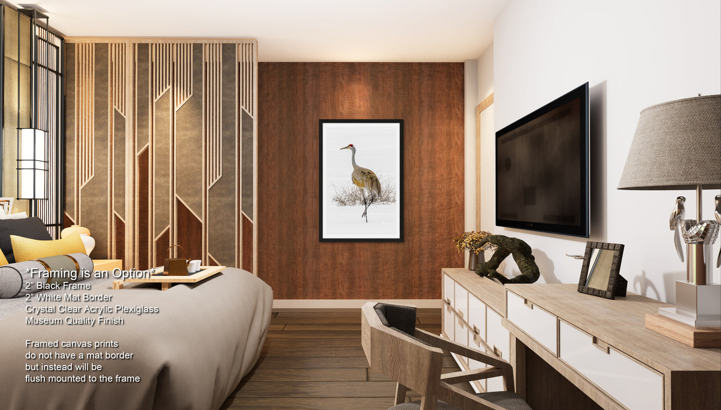 Sandhill Crane, Yellowstone National Park, Western Wall Art, available on Paper, Canvas, Metal, or Acrylic, great for Home, Office, and Dorm