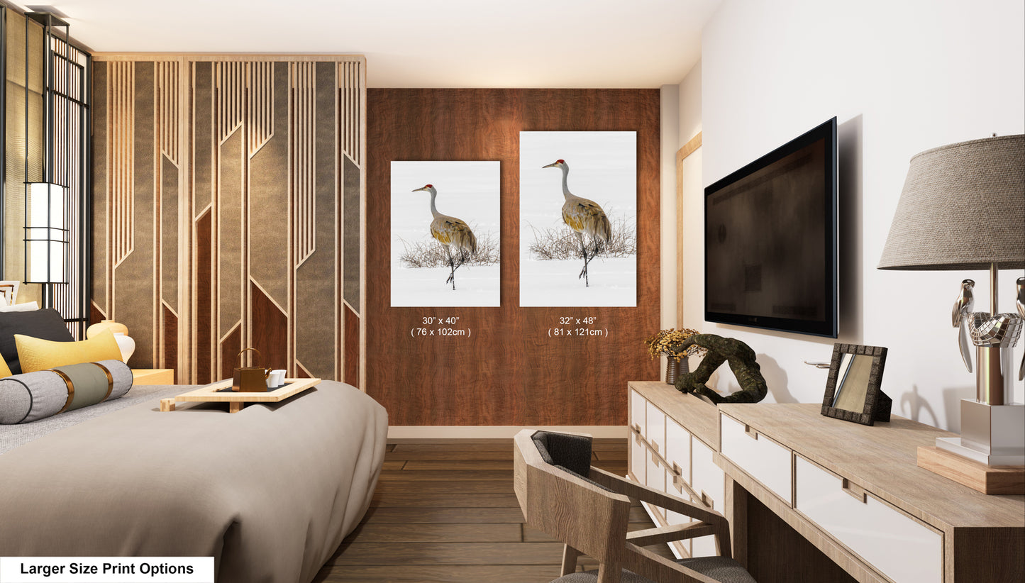Sandhill Crane, Yellowstone National Park, Western Wall Art, available on Paper, Canvas, Metal, or Acrylic, great for Home, Office, and Dorm