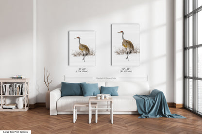 Sandhill Crane, Yellowstone National Park, Western Wall Art, available on Paper, Canvas, Metal, or Acrylic, great for Home, Office, and Dorm