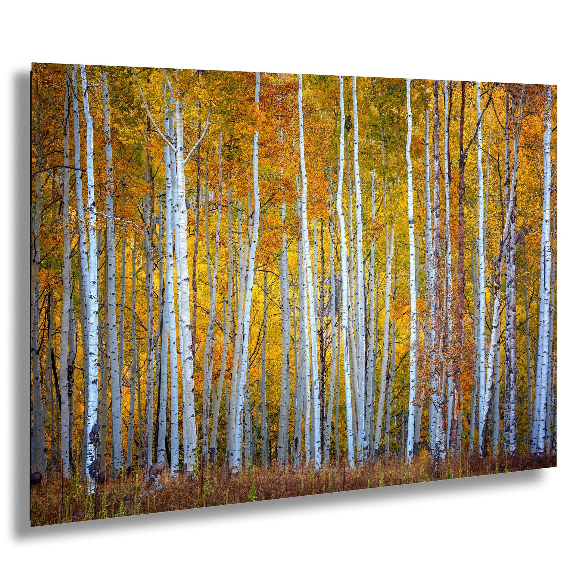 a painting of a grove of trees in autumn
