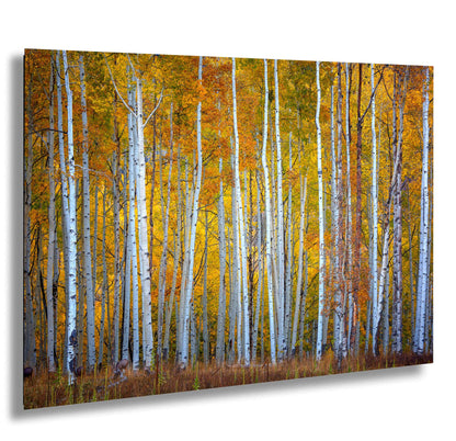 a painting of a grove of trees in autumn