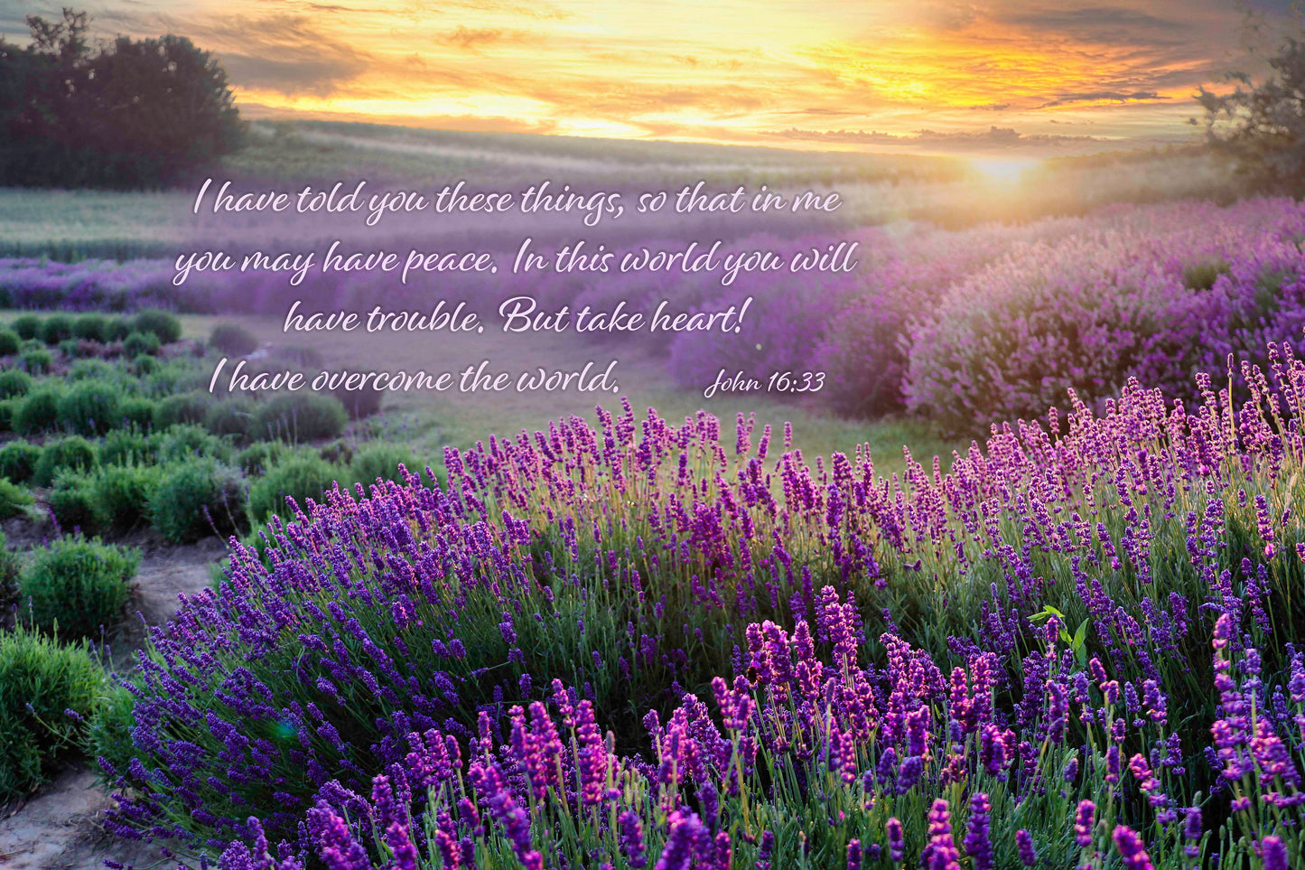 John 16:33, Inspirational Canvas Wall Art Prints, Lavender Fields, Christian Religious Decor for Home, Living Room, Bedroom,Kitchen, Office