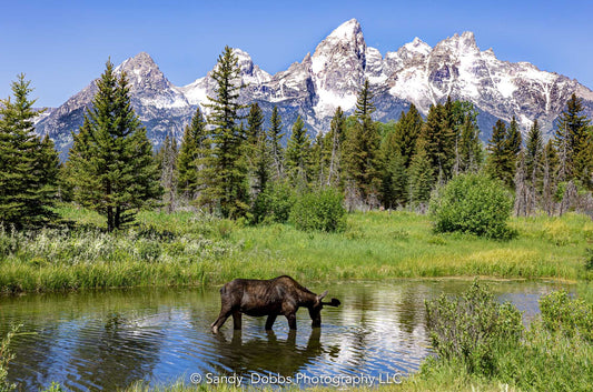 Grand Teton Mountain National Park, Moose Photography Wall Art, Wildlife Canvas, Landscape Prints, Decor for Home, Living, Office, Bedroom